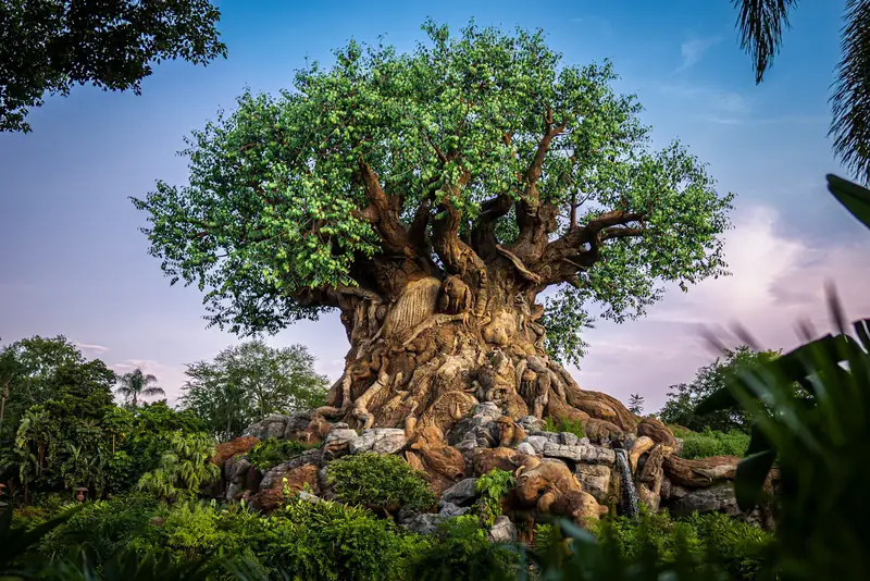 Girafa no Kilimanjaro Safaris, Animal Kingdom