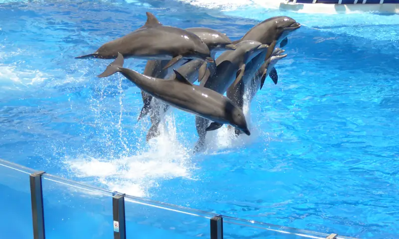 Golfinhos saltando no SeaWorld Orlando
